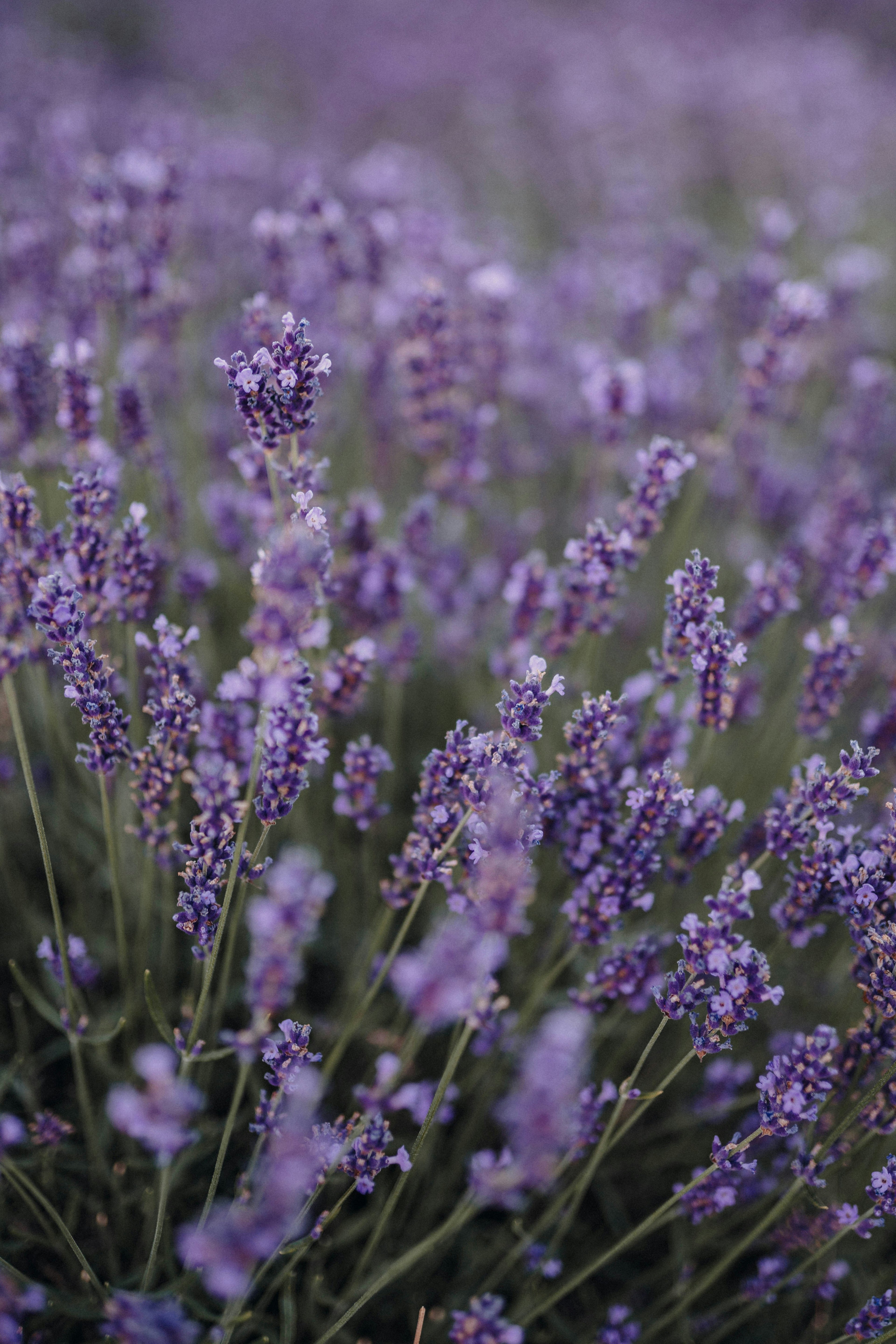 Lavara Botanics lavender herbal teas