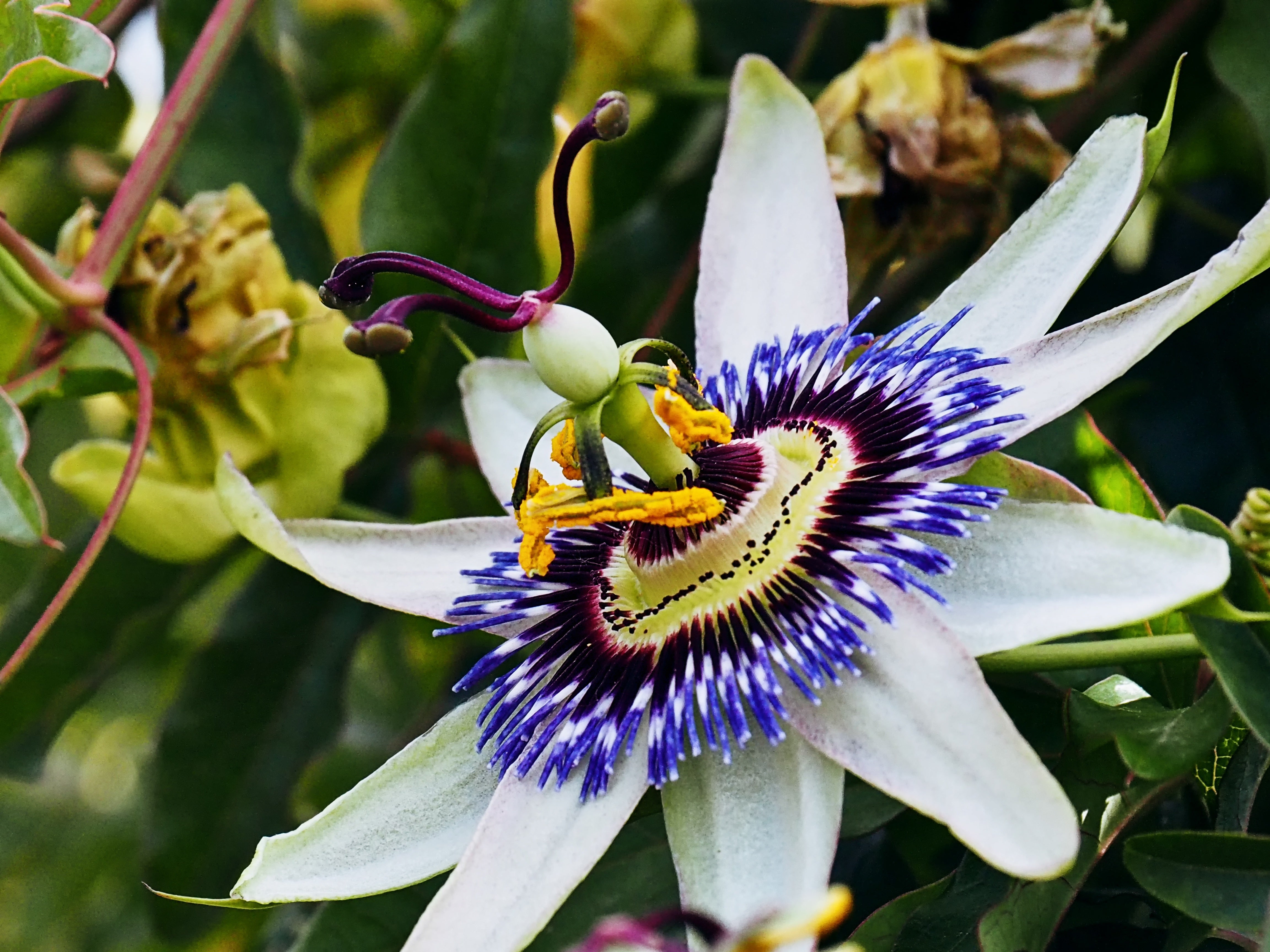Close-up of a colorful passionflower with green leaves in the background